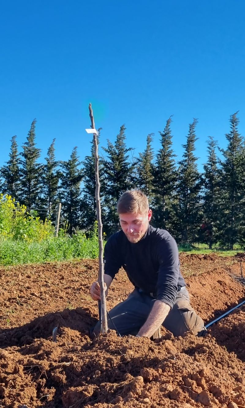 Un agriculteur plantant un jeune arbre dans un champ ensoleillé, symbolisant la reforestation et l'agriculture durable, l'agriculture régénérative.  Engagement dans l'environnement.