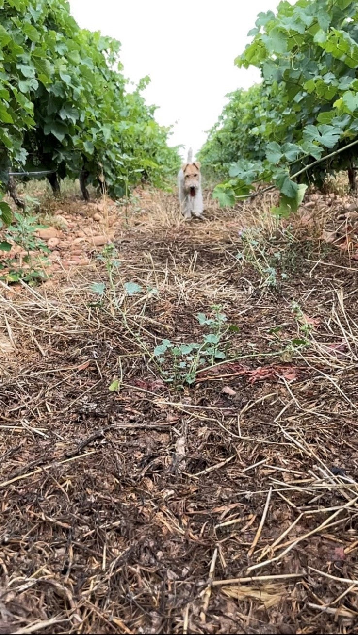Réussites et Défis : Les couverts végétaux