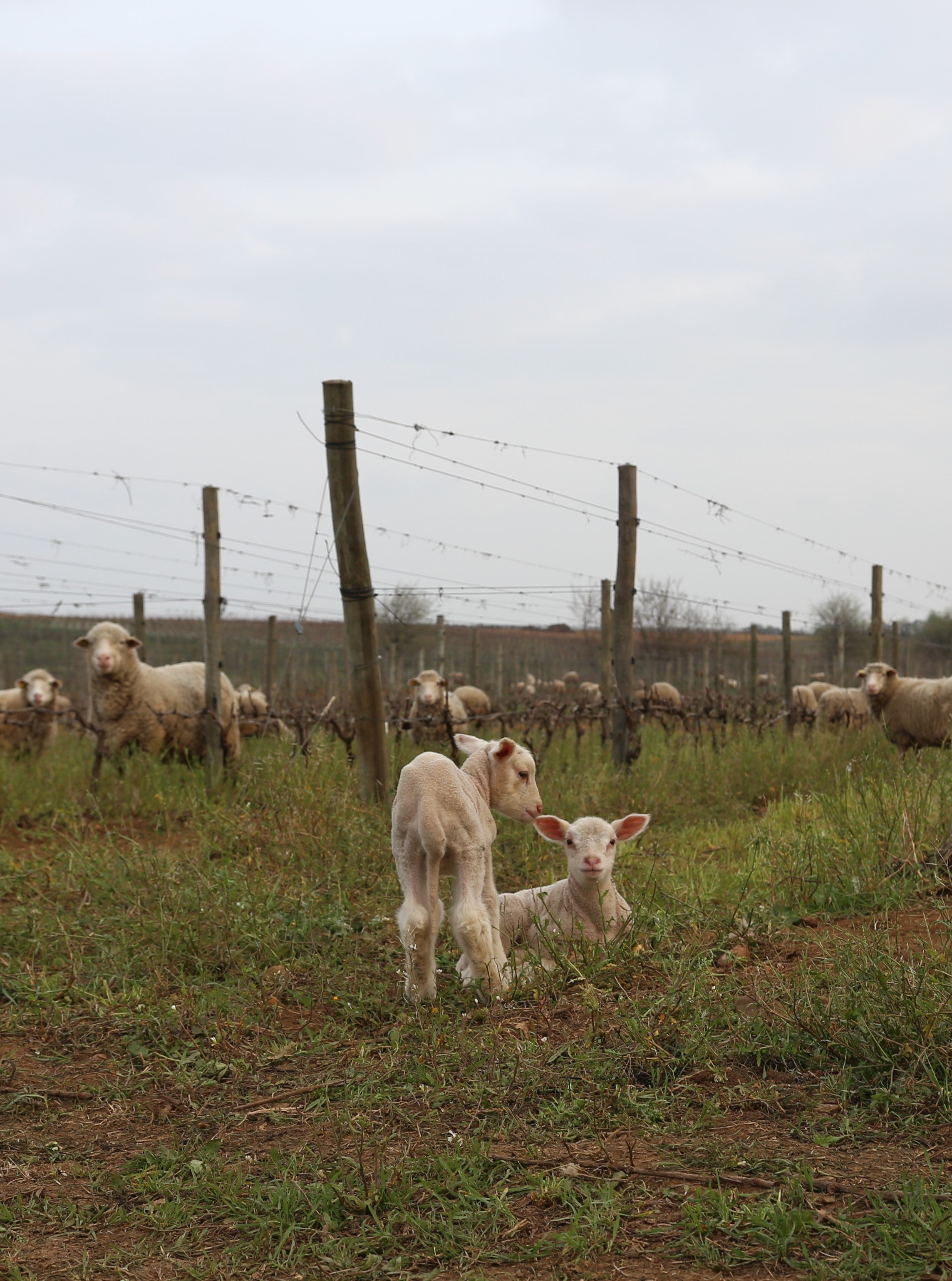 L'agriculture régénératrice, notre futur