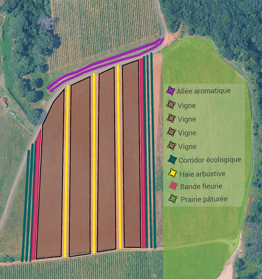 Planter pour demain : 1400 arbres pour faire entrer la biodiversité au cœur du vignoble