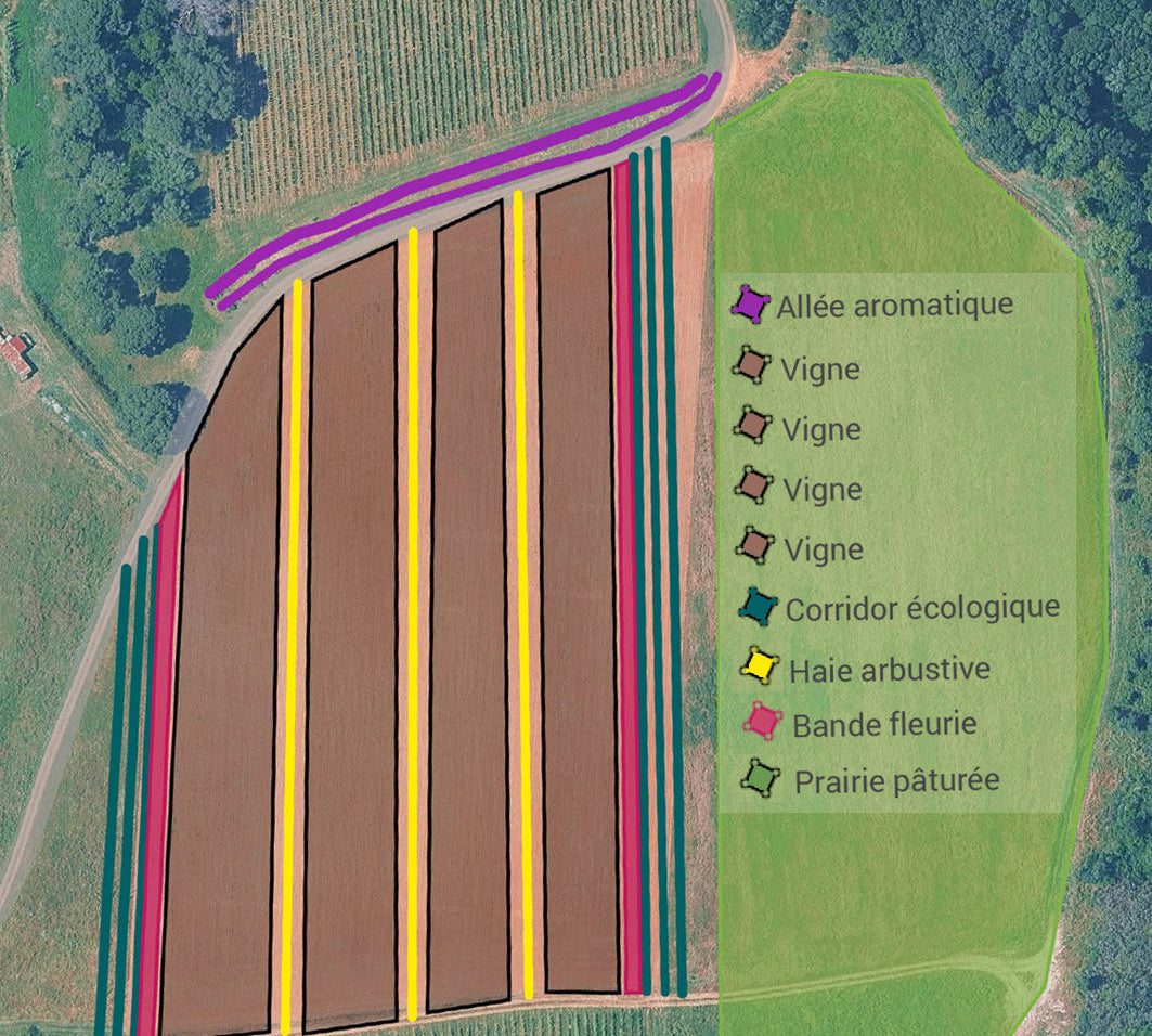Planter pour demain : 1400 arbres pour faire entrer la biodiversité au cœur du vignoble
