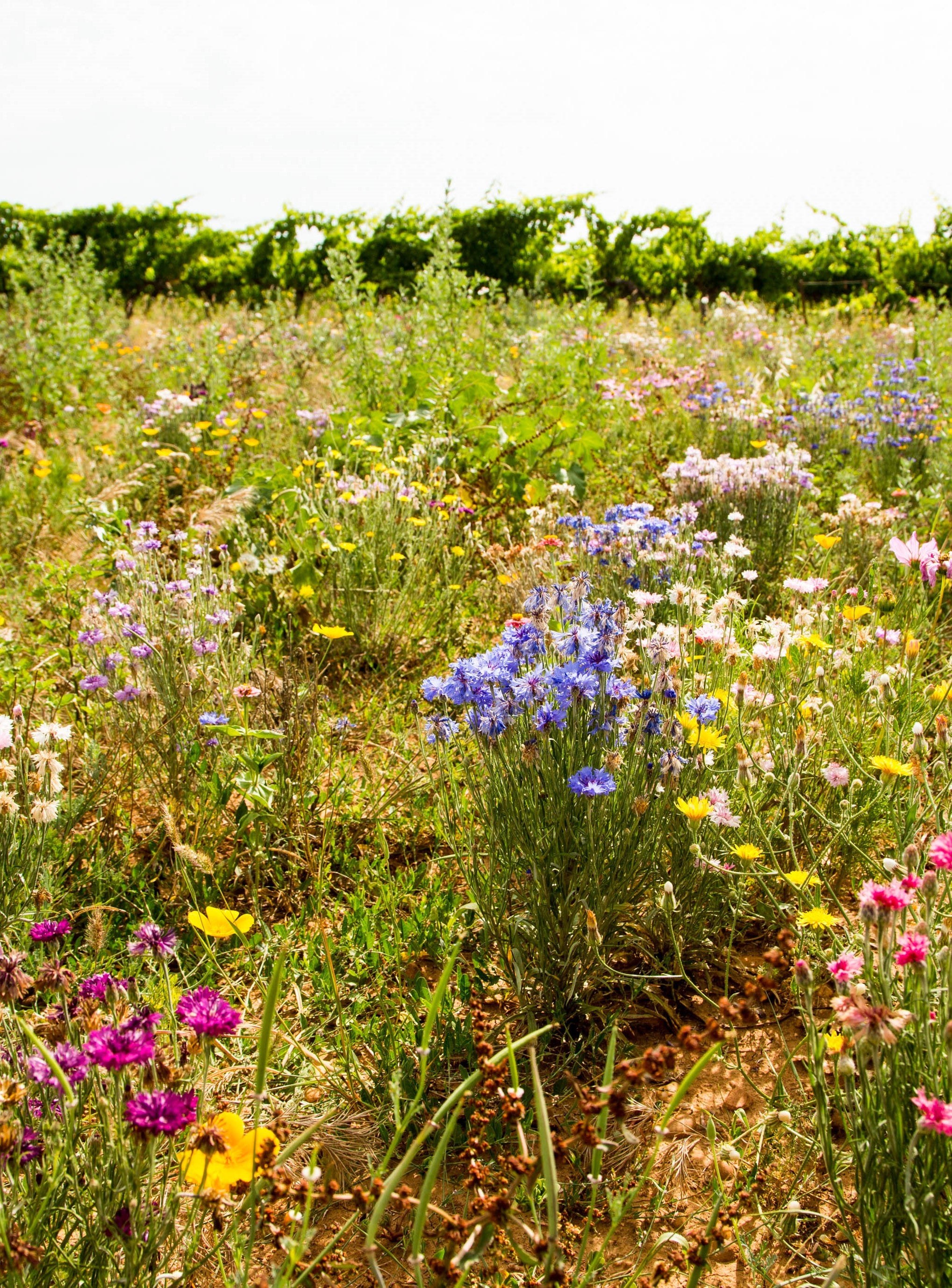 Prairie fleurie : un pilier de l’agriculture régénérative