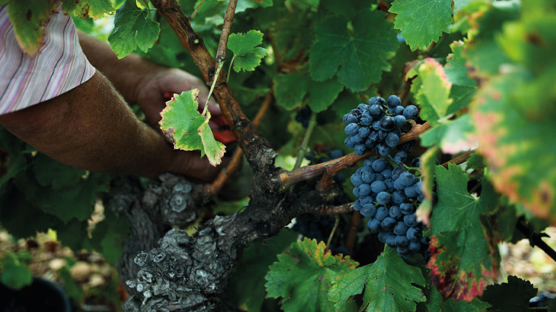 Millésime 2025 - Le Triomphe tranquille de la Nature